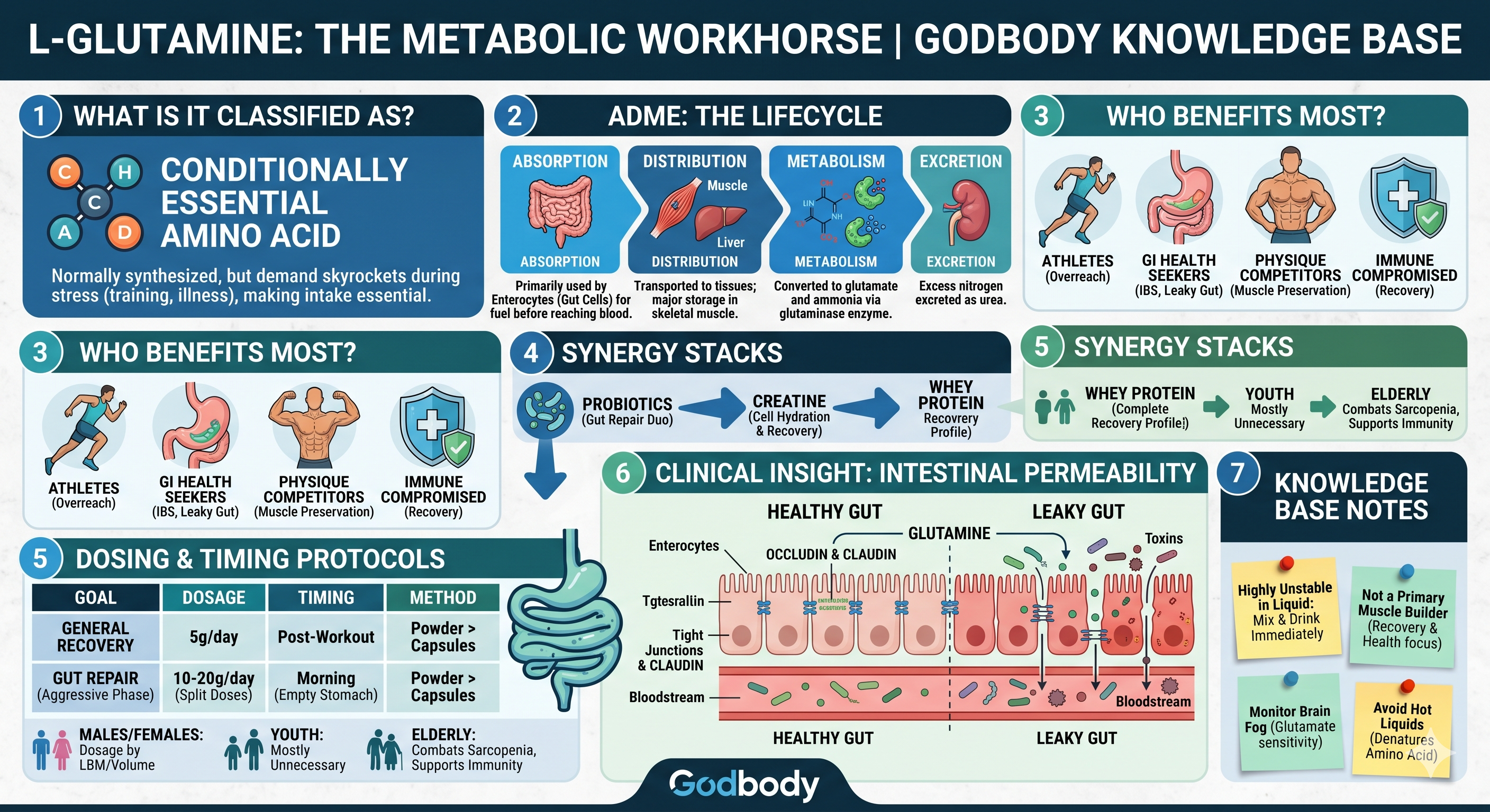 Glutamine, L-Glutamine, Amino Acids, Gut Health, Intestinal Permeability, Leaky Gut, Tight Junctions, Sports Nutrition, Performance Medicine, Muscle Recovery, Immune Support